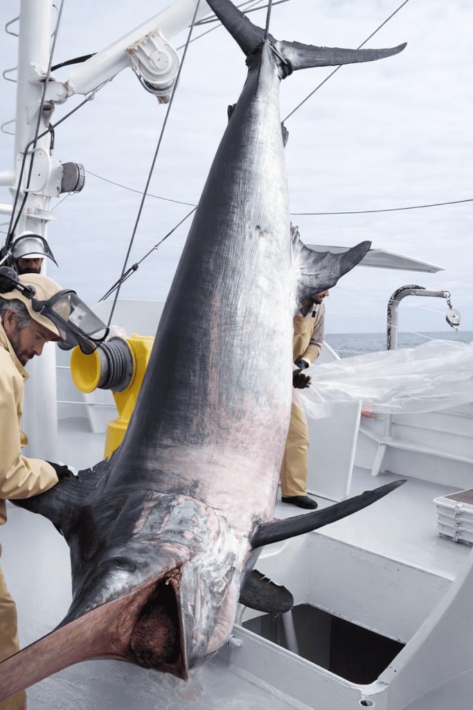 epspada – pesca sostenible | Espaderos del Atlántico