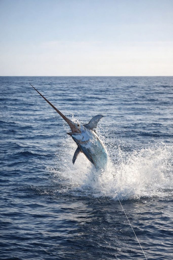 pez espada espaderos – pesca sostenible | Espaderos del Atlántico
