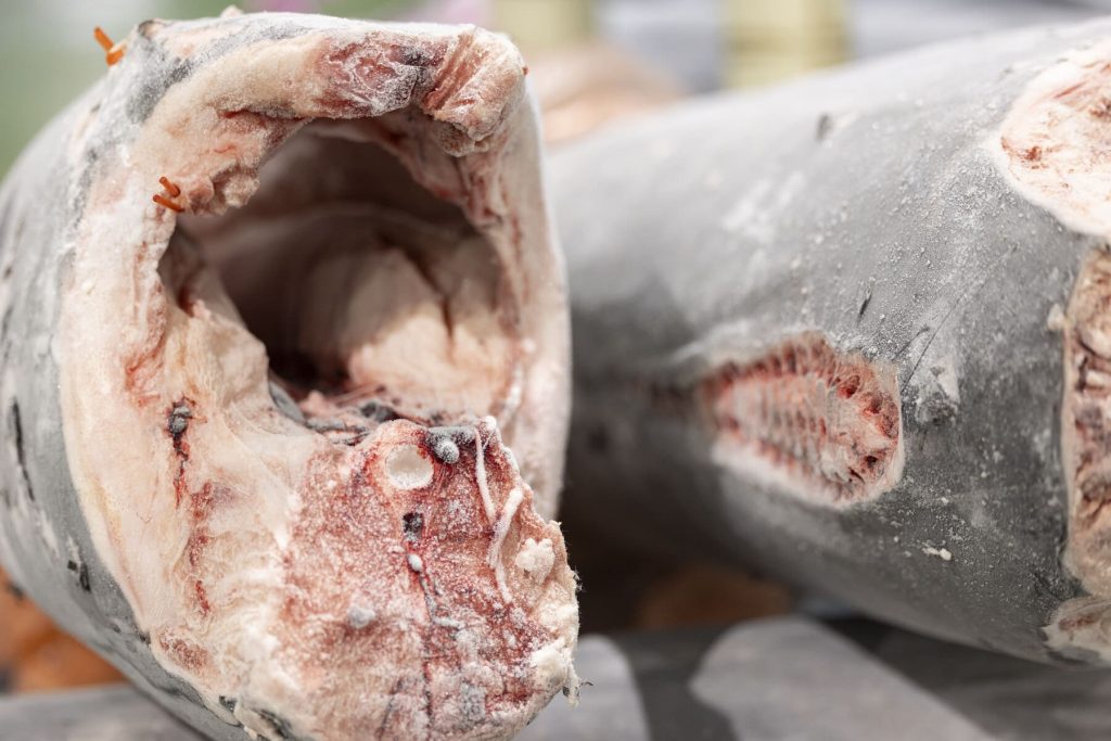 sobre nosotros foto 1 – pesca sostenible | Espaderos del Atlántico